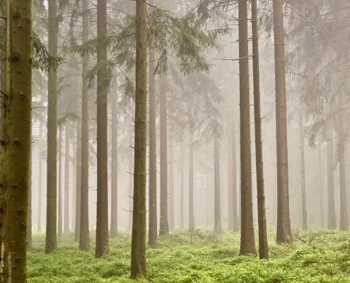 Hurtgen Forest in Freezing Fog