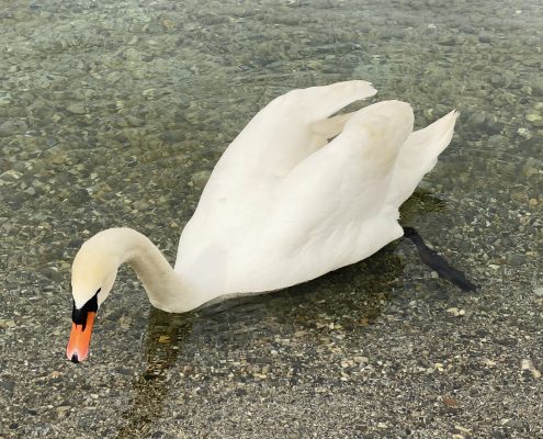 Swan, Lake Geneva